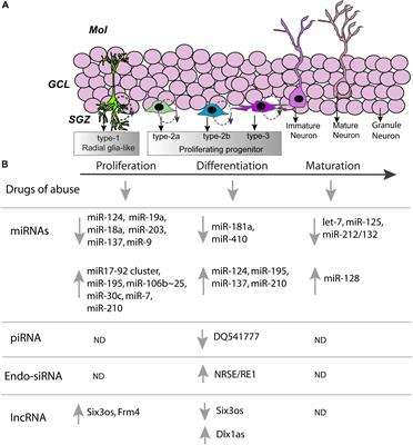 Regulation of Adult Neurogenesis by Non-coding RNAs: Implications for Substance Use Disorders